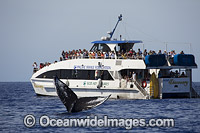 Tourists on a whale watching boat observing Humpback Whale (Megaptera novaeangliae) on surface. Hawaii, USA. Found throughout the world's oceans in both tropical and polar areas, depending on the season. Classified as Vulnerable on the IUCN Red List.