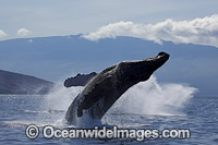Humpback Whale (Megaptera novaeangliae) breaching on surface. Hawaii, USA. Found throughout the world's oceans in both tropical and polar areas, depending on the season. Classified as Vulnerable on the IUCN Red List.