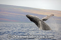 Humpback Whale (Megaptera novaeangliae), breaching on surface. Hawaii, USA. Found throughout the world's oceans in both tropical and polar areas, depending on the season. Classified as Vulnerable on the IUCN Red List.