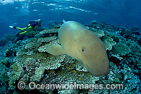 Diver observing a Dugong (Dugong dugon). Dugongs can be found in warm coastal waters from East Africa to Australia. Also known as Sea Cow. Classified Vulnerable on the IUCN Red List. Now a Protected species.