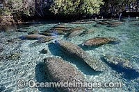 Florida Manatees (Trichechus manatus latirostris) resting in protected zone outside Three Sisters Spring, Crystal River, Florida, USA. Also known as Sea Cow. Endangered Species on IUCN Red list. The Florida Manatee is subspecies of West Indian Manatee.
