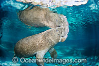 Florida Manatee (Trichechus manatus latirostris). Also known as Sea Cow. Crystal River Florida, USA. Classified Endangered Species on the IUCN Red list. The Florida Manatee is a subspecies of the West Indian Manatee.