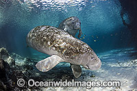 Florida Manatee (Trichechus manatus latirostris). Also known as Sea Cow.Three Sister Spring, Crystal River Florida, USA. Classified Endangered Species on the IUCN Red list. The Florida Manatee is a subspecies of the West Indian Manatee.