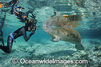 Diver photographing a Florida Manatee (Trichechus manatus latirostris). Also known as Sea Cow. Classified as Endangered Species on the IUCN Red list. Photographed in Three Sisters Spring in Crystal River, Florida, USA.