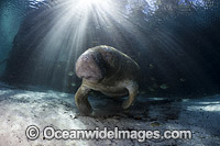 Florida Manatee (Trichechus manatus latirostris). Also known as Sea Cow. Classified as Endangered Species on the IUCN Red list. Photographed in Three Sisters Spring in Crystal River, Florida, USA.