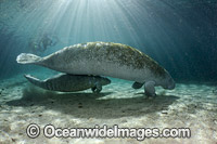 Florida Manatee (Trichechus manatus latirostris), mother with calf. Also known as Sea Cow. Three Sister Spring, Crystal River Florida, USA. Classified Endangered Species on the IUCN Red list. The Florida Manatee is a subspecies of the West Indian Manatee.