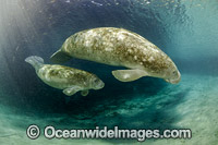Florida Manatee (Trichechus manatus latirostris), mother with calf. Also known as Sea Cow. Three Sister Spring, Crystal River Florida, USA. Classified Endangered Species on the IUCN Red list. The Florida Manatee is a subspecies of the West Indian Manatee.
