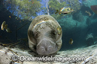 Florida Manatee (Trichechus manatus latirostris). Also known as Sea Cow.Three Sister Spring, Crystal River Florida, USA. Classified Endangered Species on the IUCN Red list. The Florida Manatee is a subspecies of the West Indian Manatee.