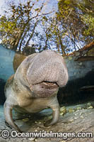 Endangered Florida Manatee (Trichechus manatus latirostris), at Three Sisters Spring in Crystal River, Florida, USA. The Florida Manatee is a subspecies of the West Indian Manatee.