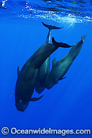 Short-finned Pilot Whale (Globicephala macrorhynchus) pod underwater. Found throughout the Indo-Pacific. Photo taken off Hawaii, USA.