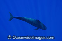Short-finned Pilot Whale (Globicephala macrorhynchus) underwater. Found throughout the Indo-Pacific. Photo taken off Hawaii, USA.