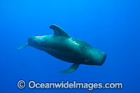 Short-finned Pilot Whale (Globicephala macrorhynchus) underwater. Found throughout the Indo-Pacific. Photo taken off Hawaii, USA.