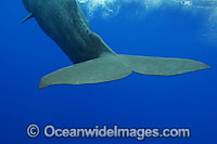 Sperm Whale (Physeter macrocephalus) showing tail fluke underwater. Found in all oceans of the world, prefering ice-free waters. Photo taken off Hawaii, USA. Classified as Vulnerable on the IUCN Red List.