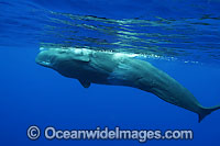 Sperm Whale (Physeter macrocephalus) underwater. Found in all oceans of the world, prefering ice-free waters. Photo taken off Hawaii, USA. Classified as Vulnerable on the IUCN Red List.