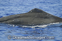Sperm Whale (Physeter macrocephalus) on the surface. Found in all oceans of the world, prefering ice-free waters. Photo taken off Hawaii, USA. Classified as Vulnerable on the IUCN Red List.