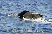 Sperm Whale (Physeter macrocephalus) showing tail fluke on surface. Found in all oceans of the world, prefering ice-free waters. Photo taken off Hawaii, USA. Classified as Vulnerable on the IUCN Red List.