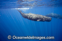 Sperm Whale (Physeter macrocephalus) underwater. Found in all oceans of the world, prefering ice-free waters. Photo taken in the Indian Ocean off Sri Lanka. Classified as Vulnerable on the IUCN Red List.