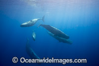Pod of Sperm Whales (Physeter macrocephalus) underwater. Found in all oceans of the world, prefering ice-free waters. Photo taken in the Indian Ocean off Sri Lanka. Classified as Vulnerable on the IUCN Red List.