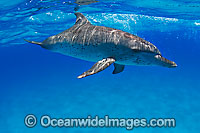 Atlantic Spotted Dolphin (Stenella frontalis). Found throughout the Gulf Stream of the North Atlantic Ocean. Photo taken in Bahamas, Caribbean Sea, Atlantic Ocean