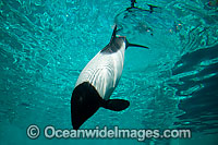 Commerson's Dolphin (Cephalorhynchus commersonii). Also known as Skunk Dolphin, Piebald Dolphin & Panda Dolphin. Found off southern South America, Tierra del Fuego & Falkland Islands, & Kerguelen Islands in southern Indian Ocean.