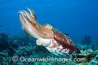 Broadclub Cuttlefish (Sepia latimanus). Found throughout tropical south-east Asia and northern Australia, including the Great Barrier Reef.