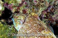 A female Cuttlefish (Sepia pharaonis), laying its eggs in a crevice in the reef. Photo taken off Thailand. Within the Coral Triangle.