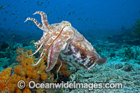 Broadclub Cuttlefish (Sepia latimanus). Found throughout tropical south-east Asia and northern Australia, including the Great Barrier Reef.