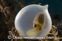 Broadclub Cuttlefish (Sepia latimanus), hatchling emerging from egg case. Philippines.