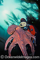 Diver (MR) and Giant Pacific Octopus (Enteroctopus dofleini). British Columbia, Canada.