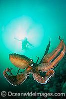 Giant Pacific Octopus (Enteroctopus dofleini), drifting in the water column off Keystone Jetty, Whidbey Island, Washington, USA