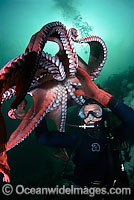 Diver (MR) and Giant Pacific Octopus (Enteroctopus dofleini). British Columbia, Canada.