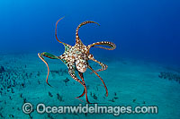 Day Octopus (Octopus cyanea), swimming in mid water. Photo taken off Hawaii, USA