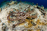 Day Octopus (Octopus cyanea), moving across a reef. Photo taken off Hawaii, USA