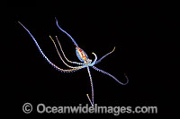 Pelagic Octopus (Octopus sp.), approximately five inches in size. Photographed at night in midwater, Coral Sea, Queensland, Australia.