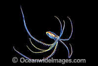 Pelagic Octopus (Octopus sp.), approximately five inches in size. Photographed at night in midwater, Coral Sea, Queensland, Australia.