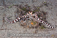 Wonderpus Octopus (Wunderpus photogenicus). Like the Mimic Octopus (Thaumoctopus mimicus), this octopus is a master of cryptic camouflage & appears, here, to be mimicing a Banded Sea Snake or Sea Krait. Found throughout the Indo-West Pacific.