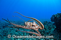 Day Octopus (Octopus cyanea), swimming in mid water. Also known as Big Blue Octopus. Found in Pacific and Indian Oceans, from Hawaii to the eastern coast of Africa. Photo taken off Hawaii, Pacific Ocean.