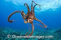 Day Octopus (Octopus cyanea), swimming in mid water. Also known as Big Blue Octopus. Found in Pacific and Indian Oceans, from Hawaii to the eastern coast of Africa. Photo taken off Hawaii, Pacific Ocean.