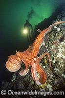 Diver observing a Giant Pacific Octopus (Enteroctopus dofleini). British Columbia, Canada.