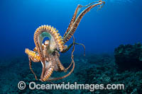 Day Octopus (Octopus cyanea), swimming in mid water. Also known as Big Blue Octopus. Found in Pacific and Indian Oceans, from Hawaii to the eastern coast of Africa. Photo taken off Hawaii, USA, Pacific Ocean.