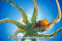 Day Octopus (Octopus cyanea), swimming in mid water. Photo taken off Hawaii, Pacific Ocean, USA
