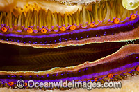 Close detail of the mantle of a Coral-boring Scallop (Pedum spondyloideum), showing the eyes. Photo taken at the Fijian Islands.