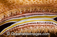 Close detail of the mantle of a Coral-boring Scallop (Pedum spondyloideum), showing the eyes. Photo taken at Mabul Island, Malaysia.