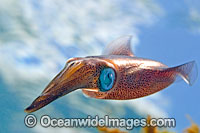Bigfin Reef Squid (Sepioteuthis lessoniana). Hawaii. Large Squid is often seen on coral reefs and seagrass beds. It is found throughout the tropical Indo-Pacific, from Hawaii to the Red Sea.