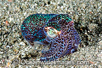 Bobtail Squid (Euprymna berryi). Also known as Dumpling Squid. Photo taken in Komodo, Indonesia. Within the Coral Triangle.