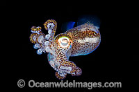Bobtail Squid (Euprymna berryi). Also known as Dumpling Squid. Photo taken in Komodo, Indonesia. Within the Coral Triangle.