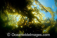 Sunlight streaming through a forest of Giant Kelp (Macrocystis pyrifera), off Catalina Island, California, USA.