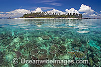 Reef scene showing tropical palm island surrounded by coral reef, with Hawksbill Turtle in foreground. Mabul Island. Malaysia. This is a composite image, with the sea turtle digitally merged into the image. Within the Coral Triangle.