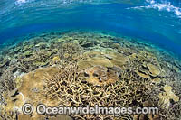 Underwater coral reef seascape, showing a variety of hard corals. Photo was taken Fiji.