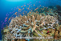 Underwater coral reef seascape, showing a variety of hard corals and Anthias. Photo was taken Fiji.